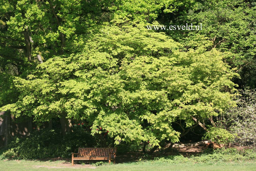 Acer japonicum 'Aconitifolium'