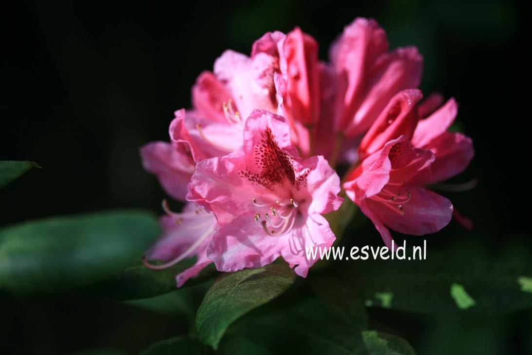 Rhododendron 'Cosmopolitan'