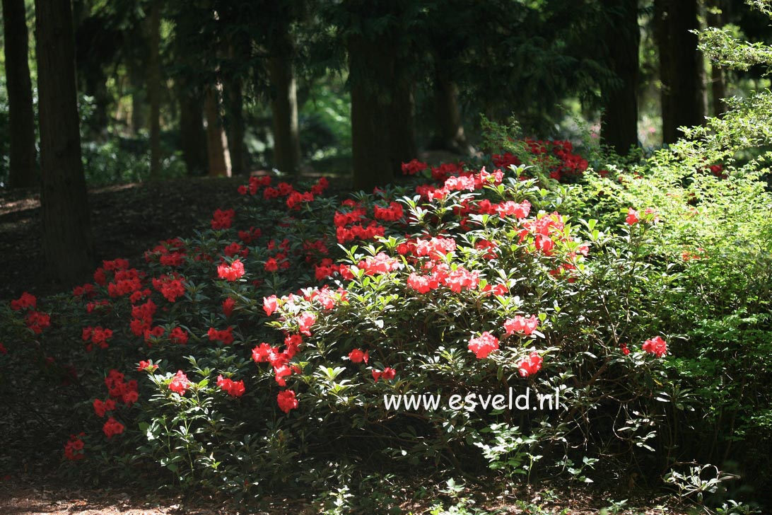 Rhododendron 'Elizabeth'