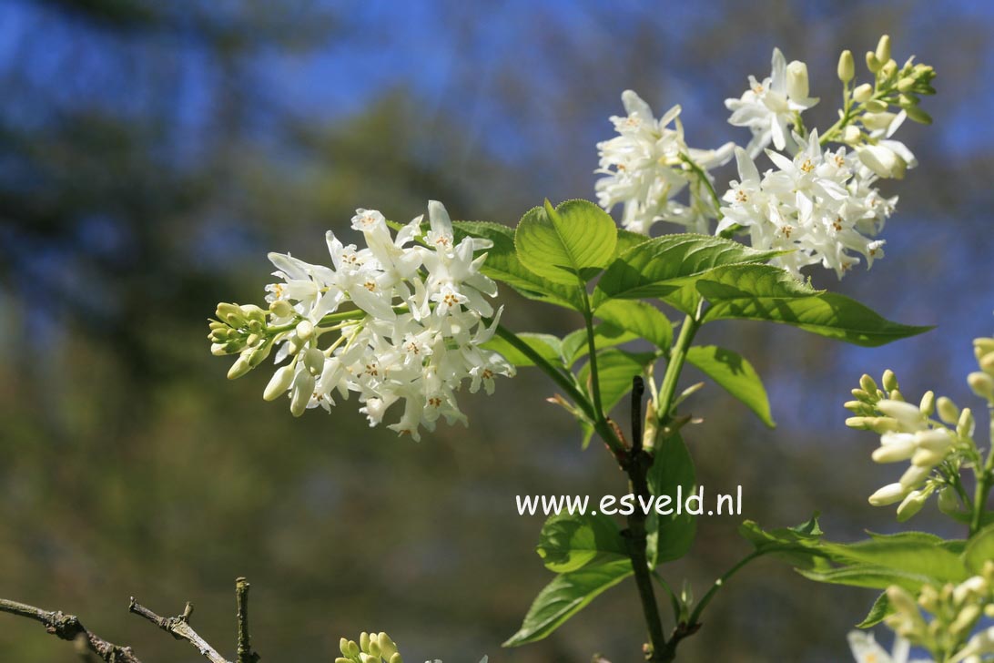 Staphylea colchica