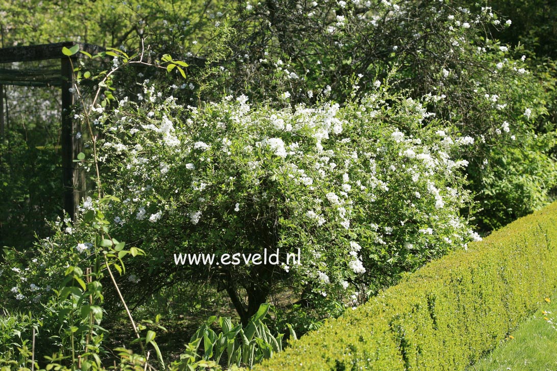 Exochorda 'The Bride'