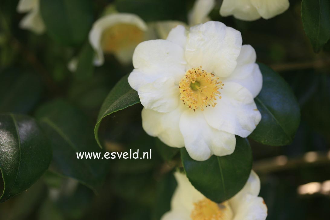 Camellia japonica 'Alba Simplex'