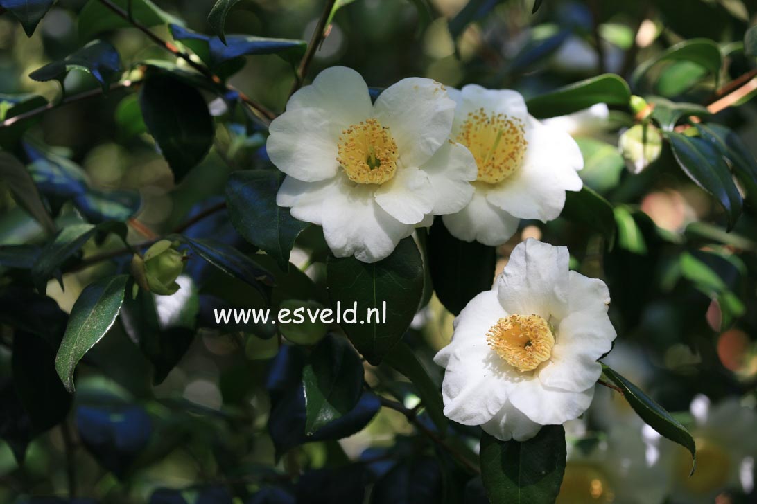 Camellia japonica 'Alba Simplex'