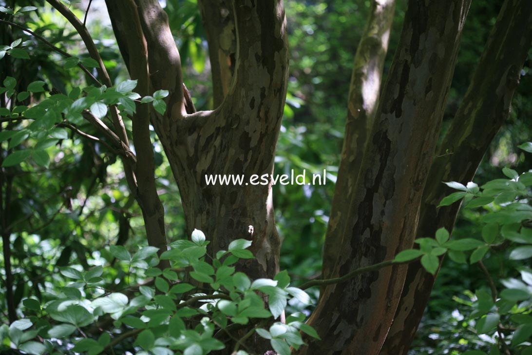 Stewartia pseudocamellia