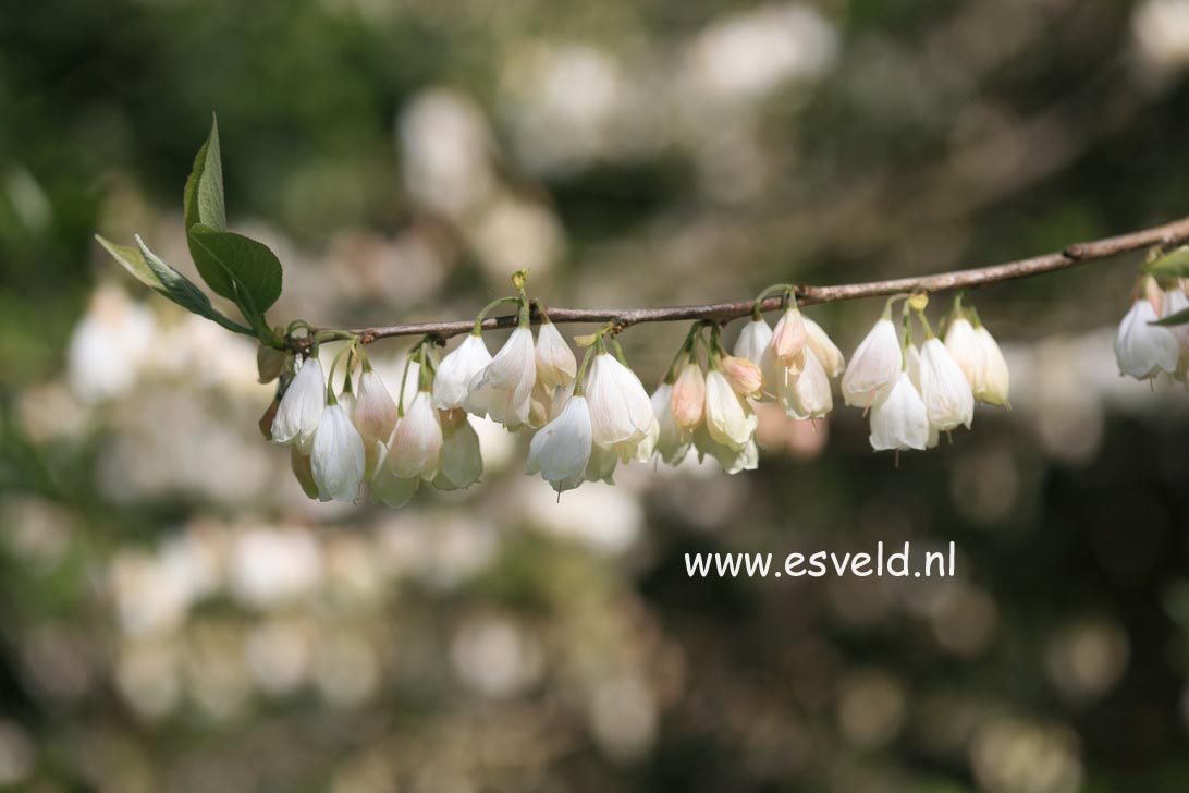 Halesia monticola