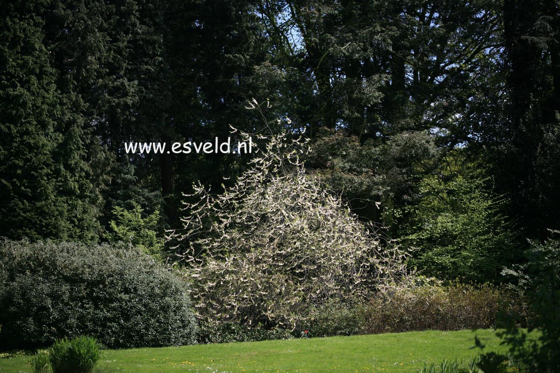 Halesia monticola