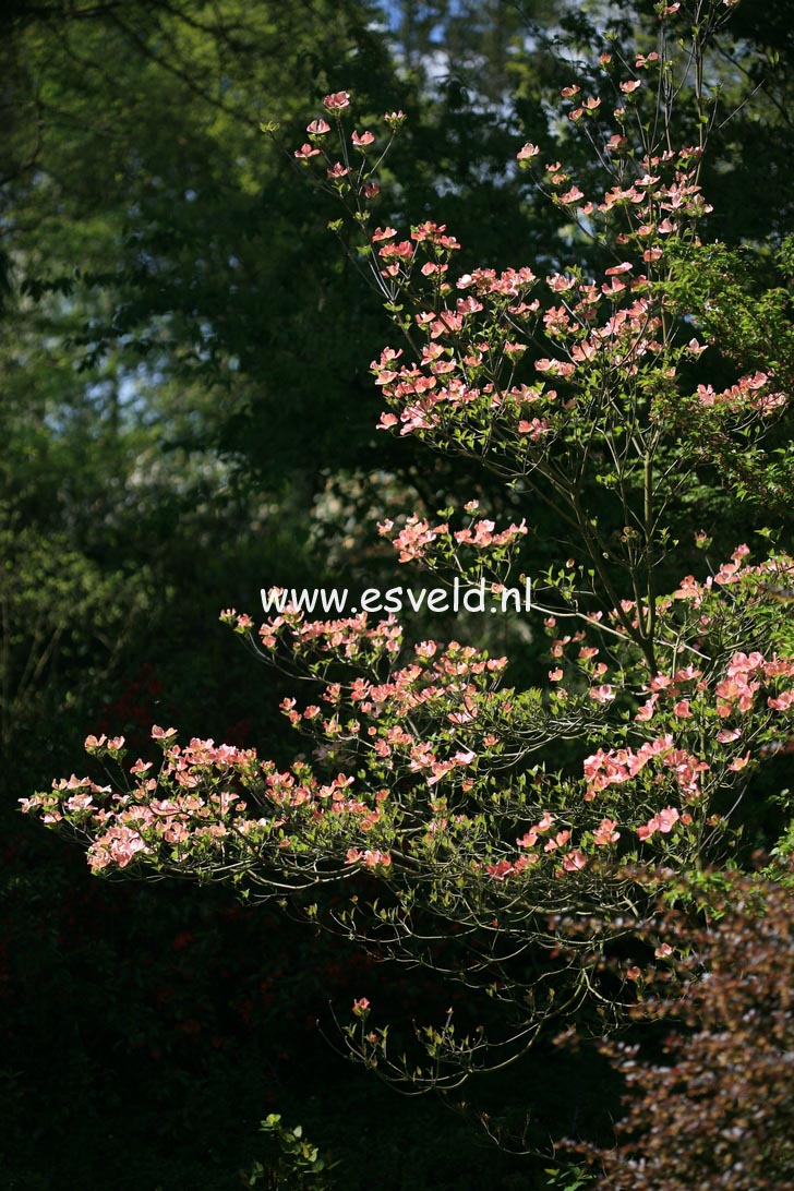 Cornus florida 'Rubra'