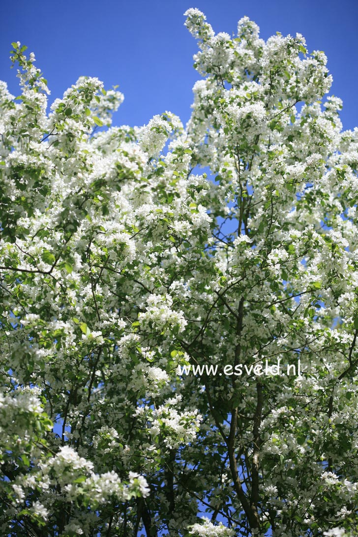 Malus baccata 'Street Parade'