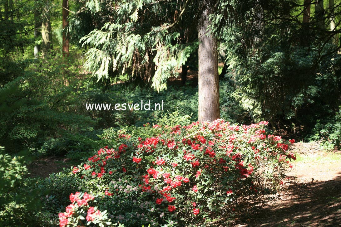 Rhododendron 'Elizabeth'