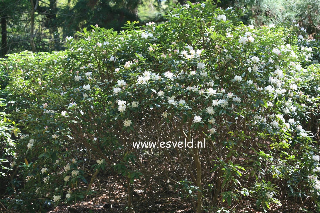 Rhododendron 'Cunningham's White'