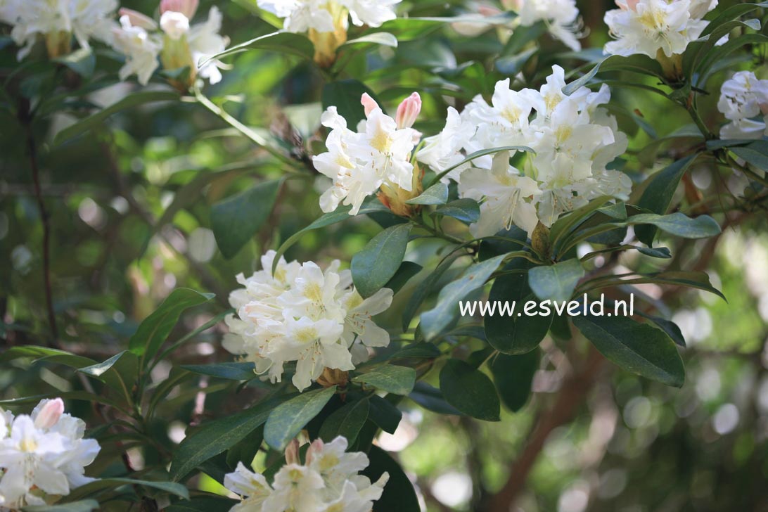 Rhododendron 'Cunningham's White'