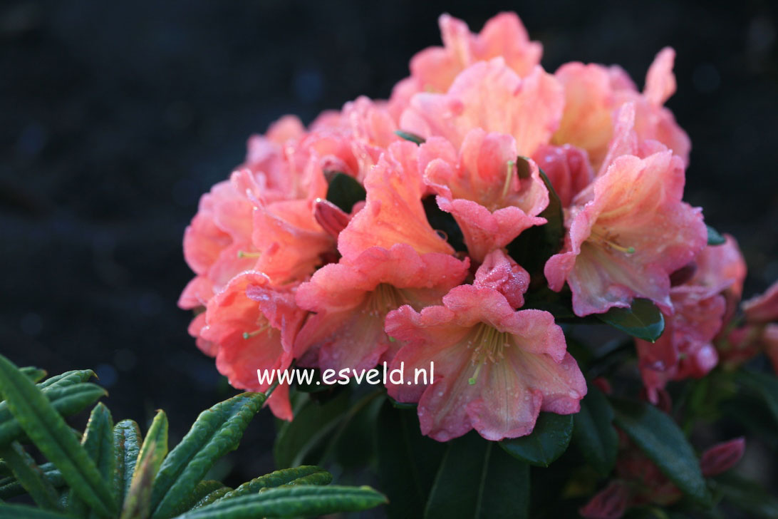 Rhododendron 'September Song'