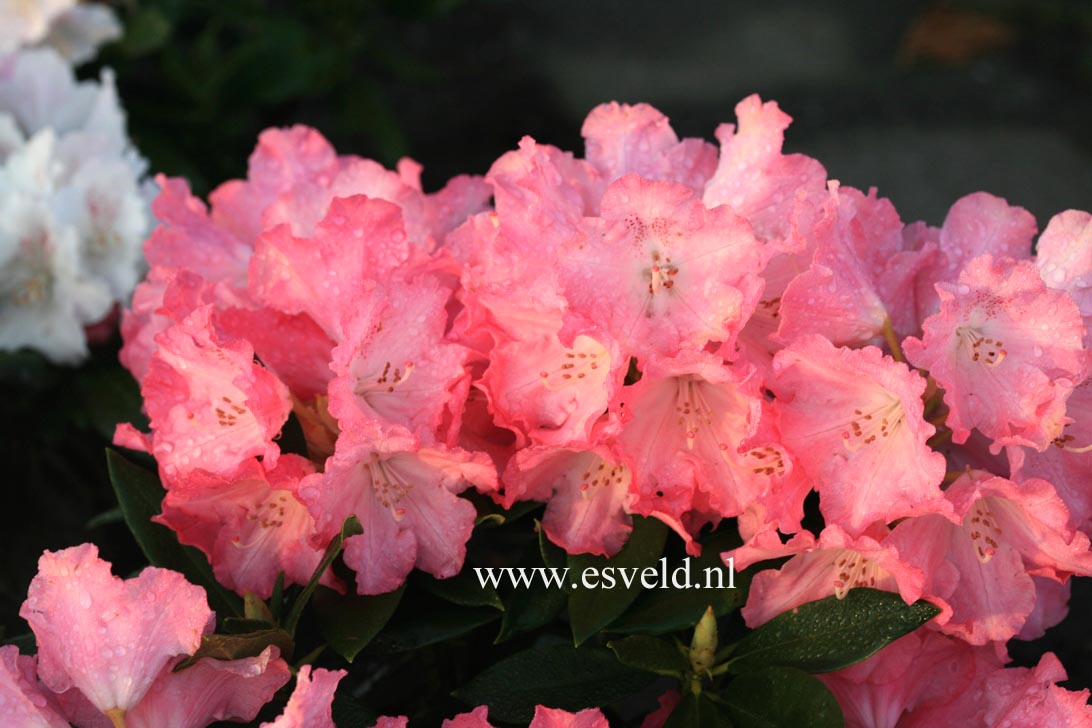 Rhododendron 'Solidarity'