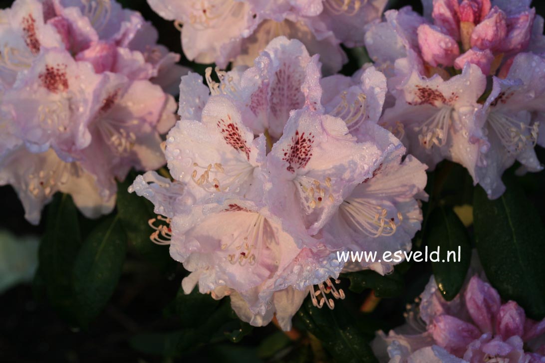 Rhododendron 'Bismarck'