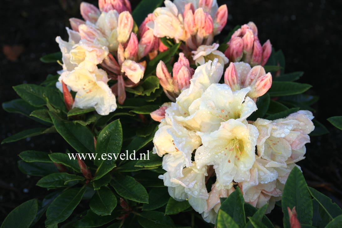 Rhododendron 'Golden Melody'