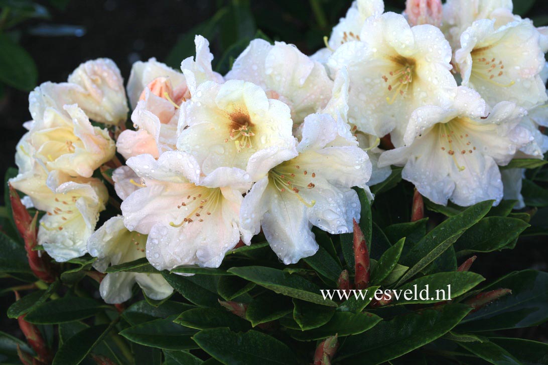 Rhododendron 'Golden Melody'