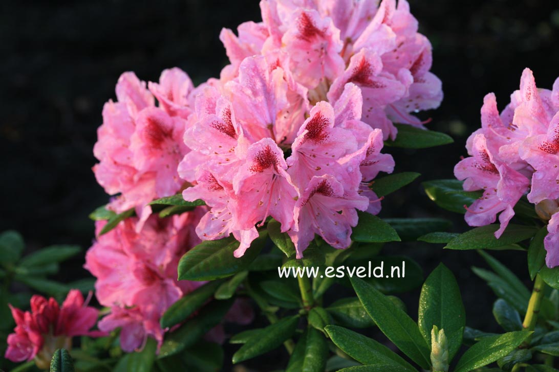 Rhododendron 'Cosmopolitan'