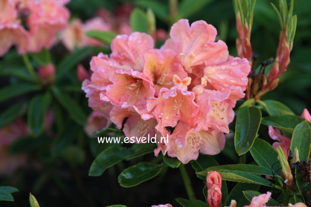 Rhododendron 'Olga'
