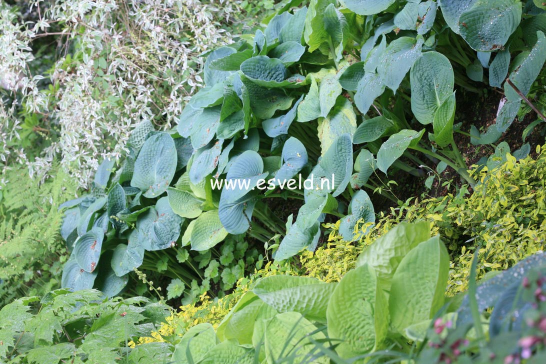 Hosta sieboldiana 'Elegans'