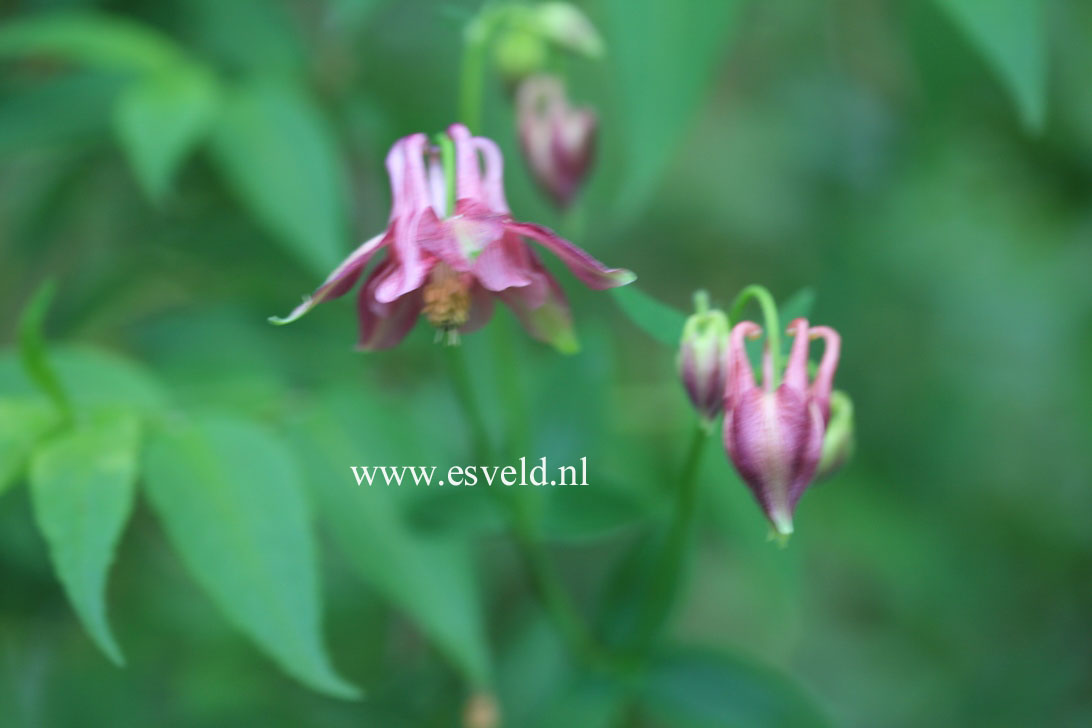 Aquilegia vulgaris