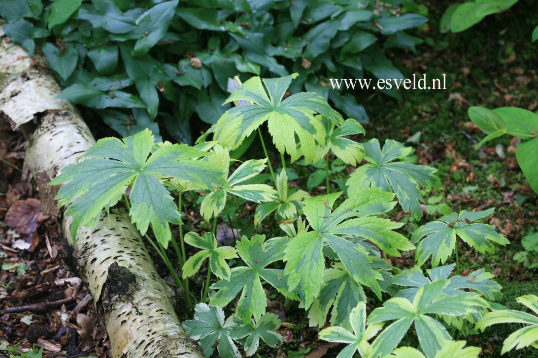 Astrantia major 'Sunningdale Variegated'