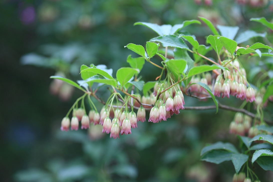 Enkianthus campanulatus