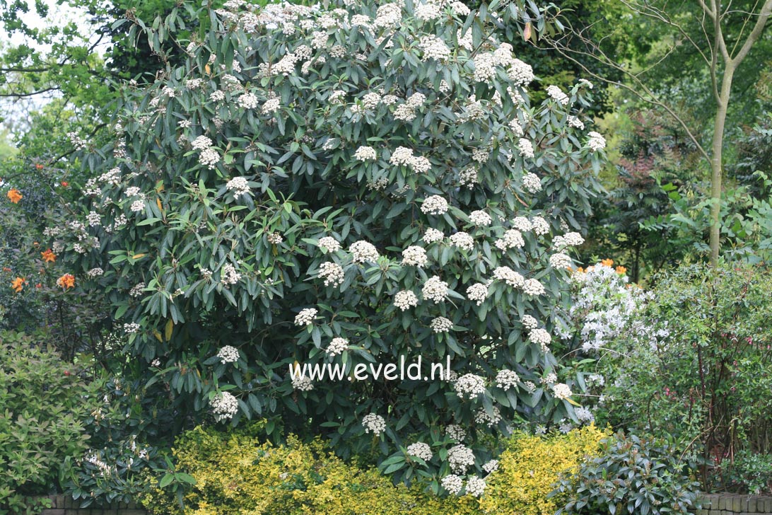 Viburnum rhytidophyllum