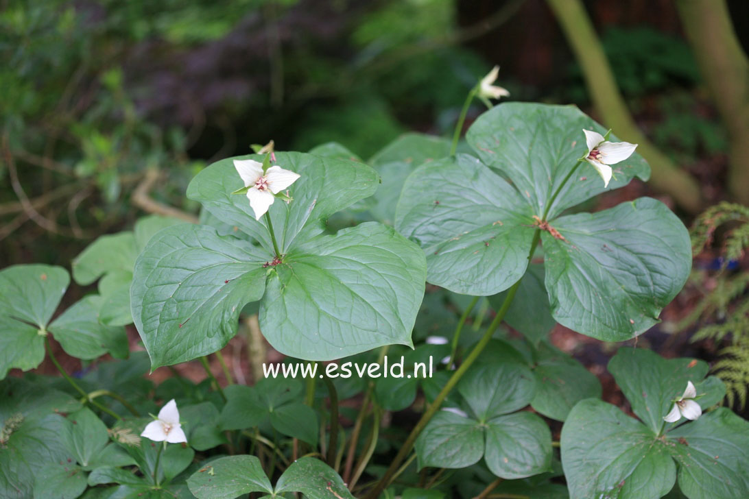 Trillium grandiflorum