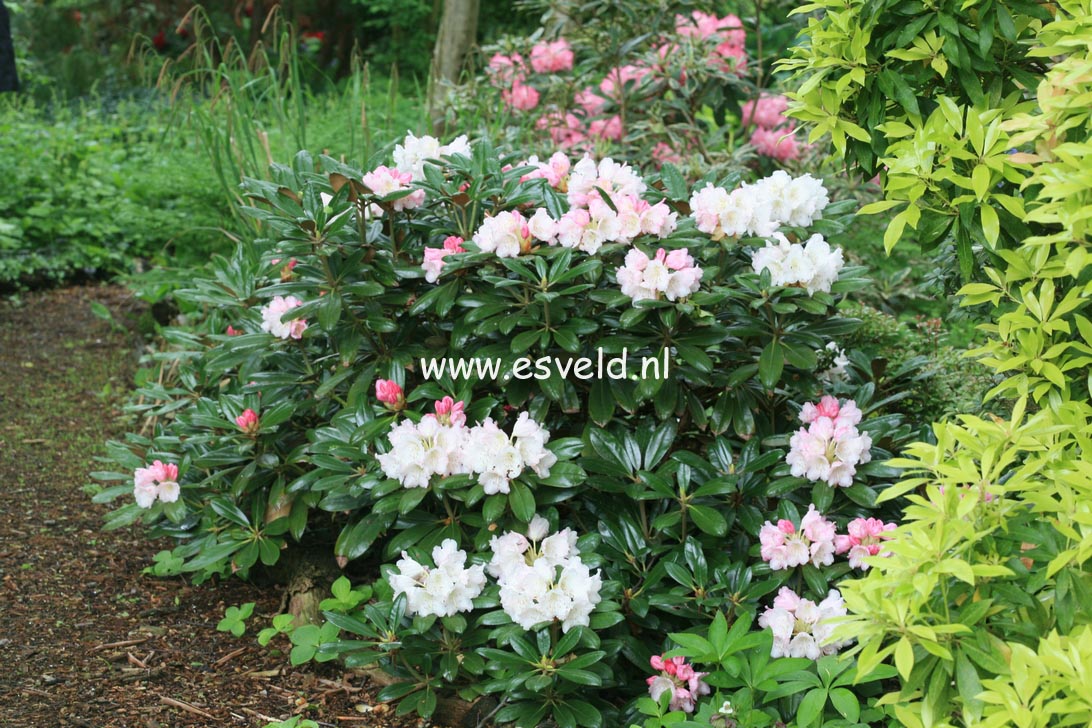 Rhododendron yakushimanum