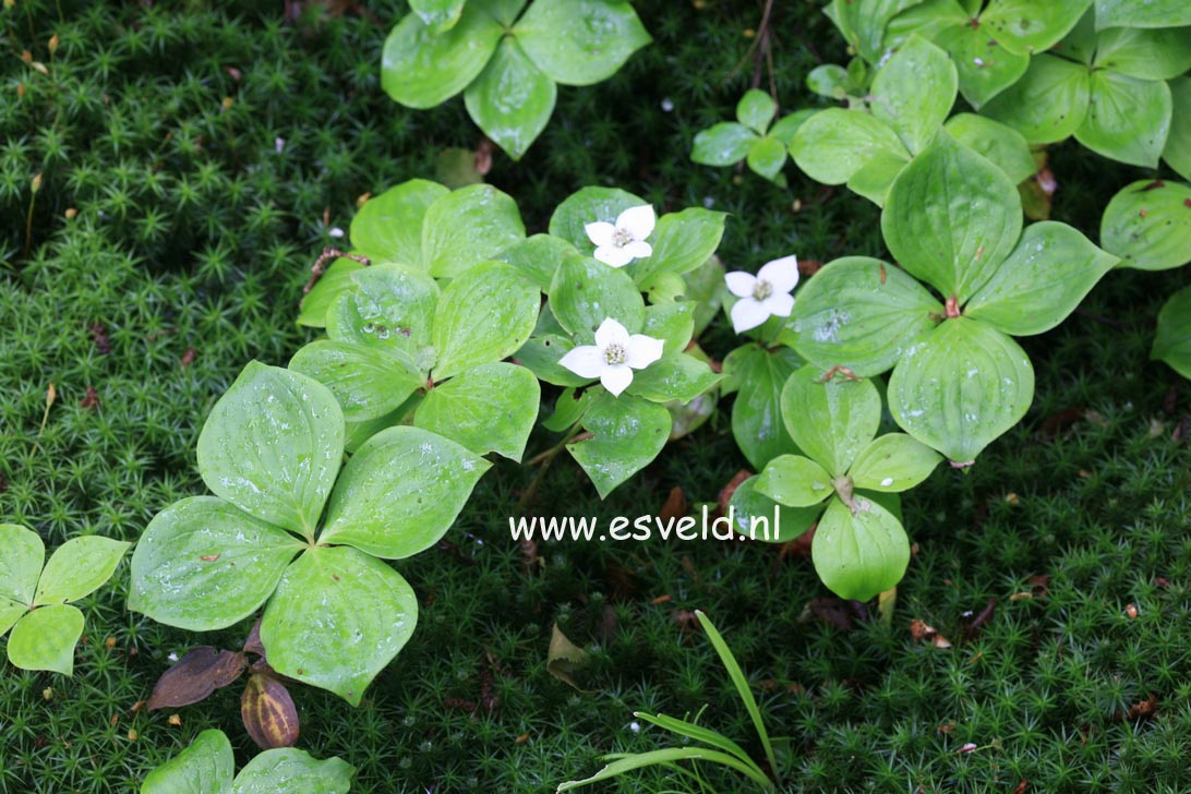 Cornus canadensis