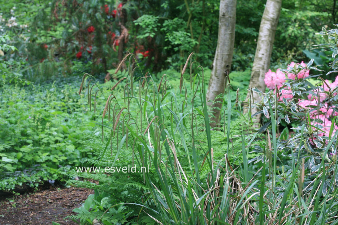 Carex pendula