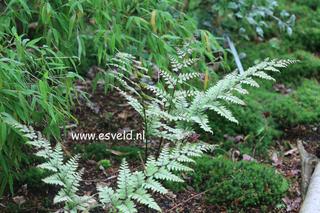 Athyrium niponicum 'Pictum'