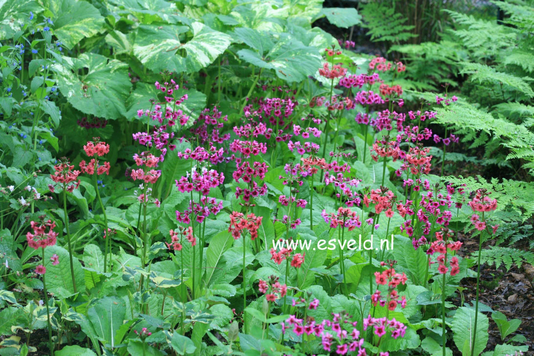 Primula japonica 'Miller's Crimson'