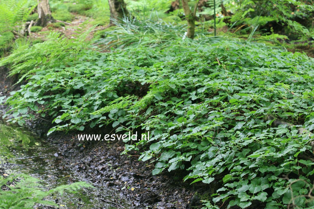 Hydrangea anomala petiolaris