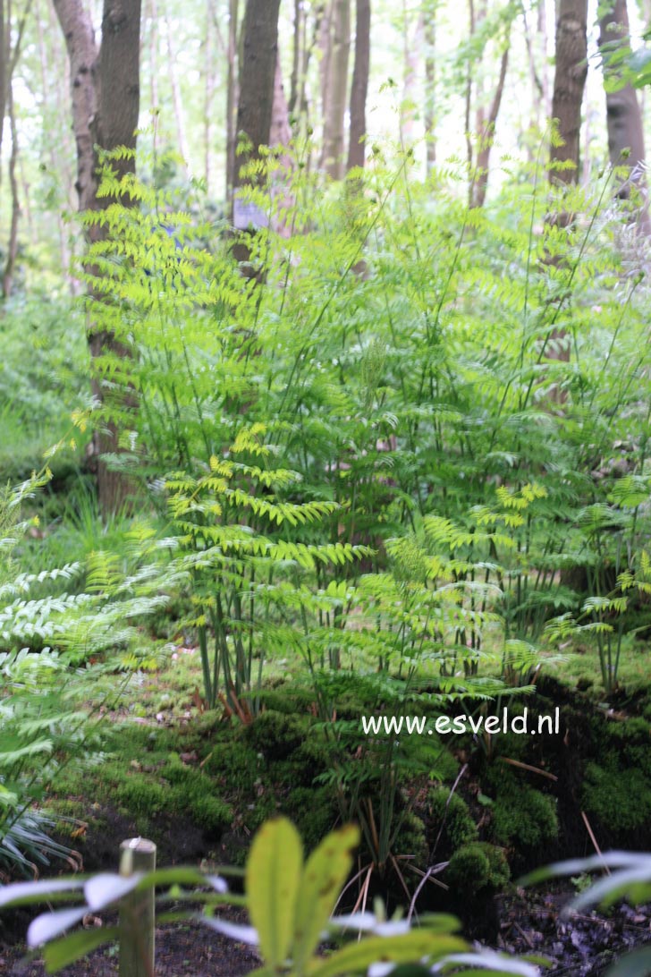 Osmunda regalis