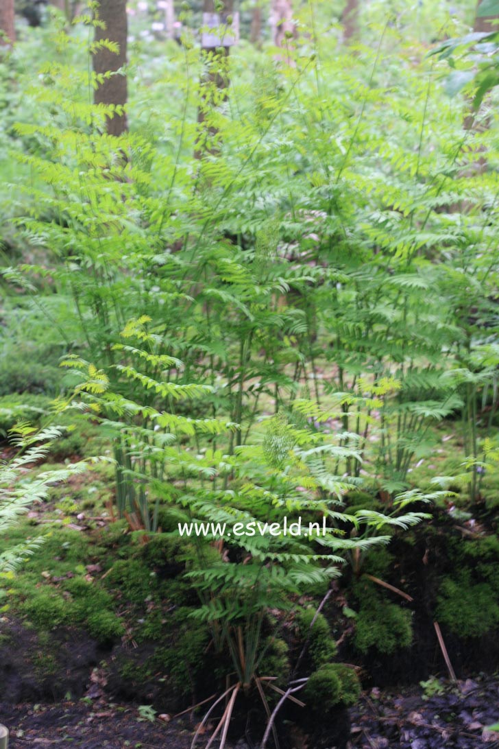 Osmunda regalis