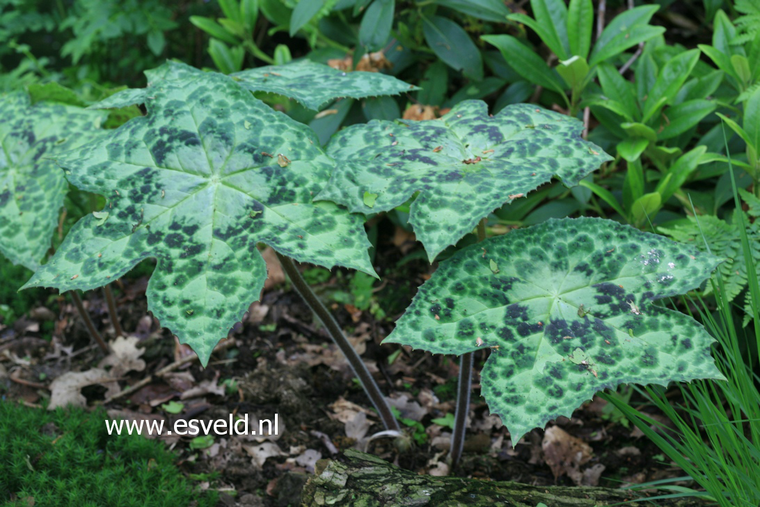 Podophyllum 'Spotty Dotty'