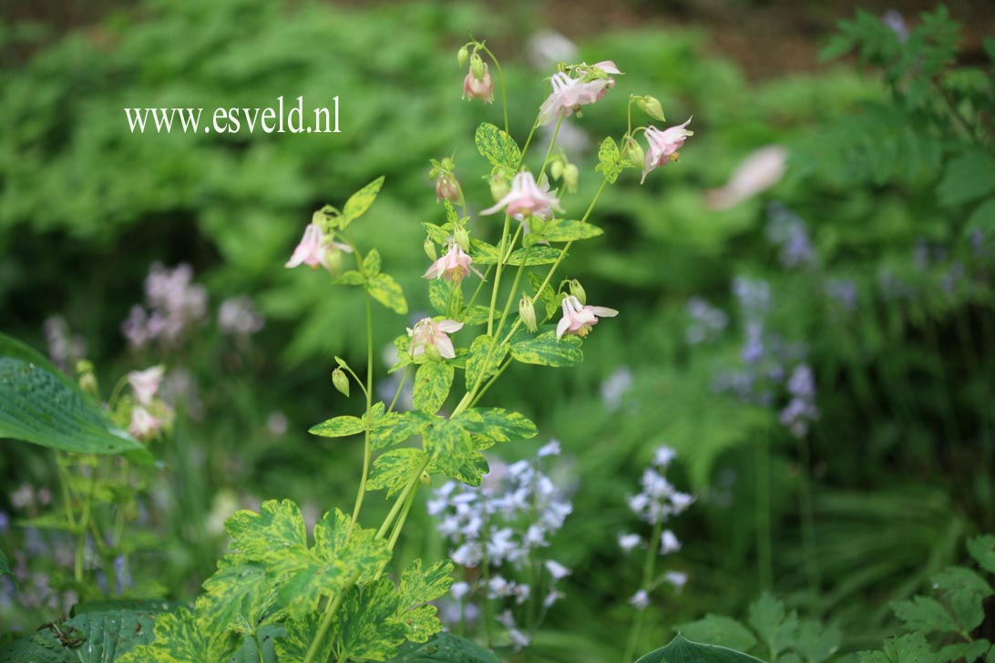 Aquilegia 'Woodside Variegata'