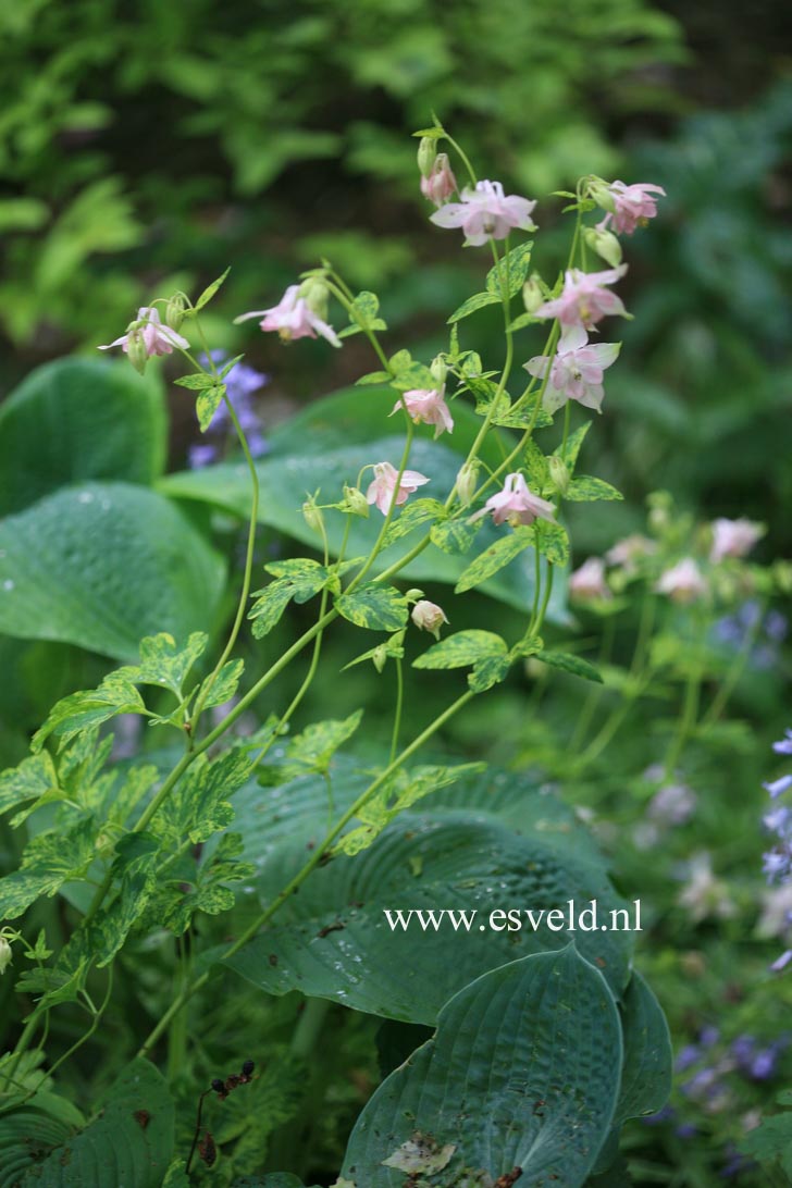 Aquilegia 'Woodside Variegata'