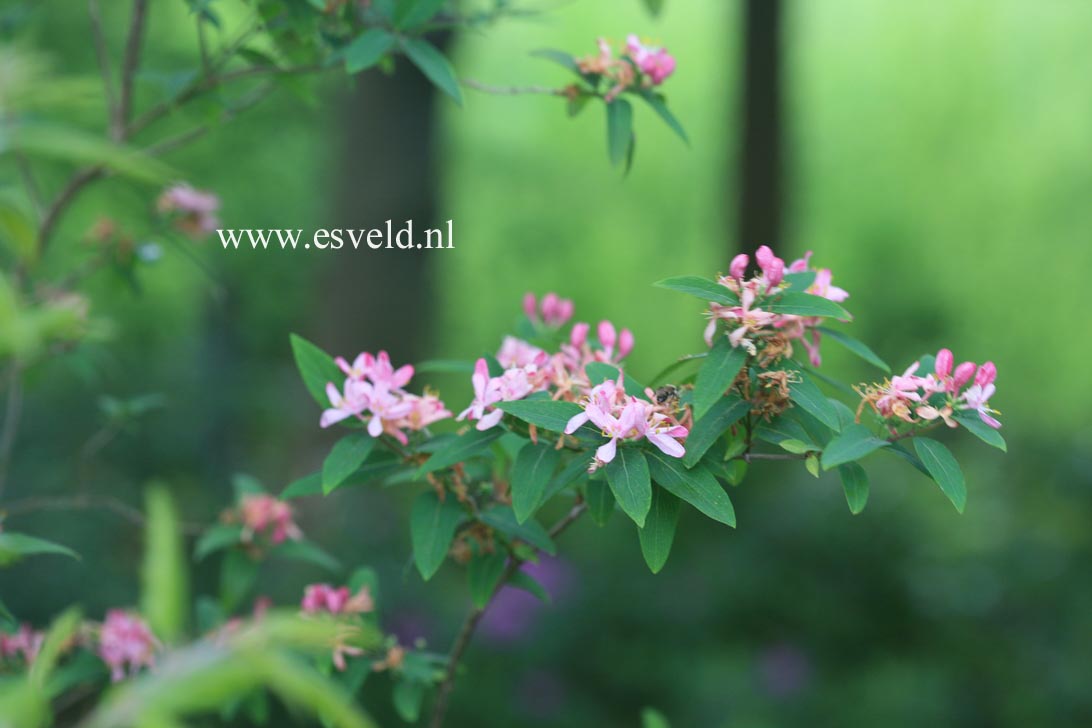 Lonicera tatarica 'Rosea'