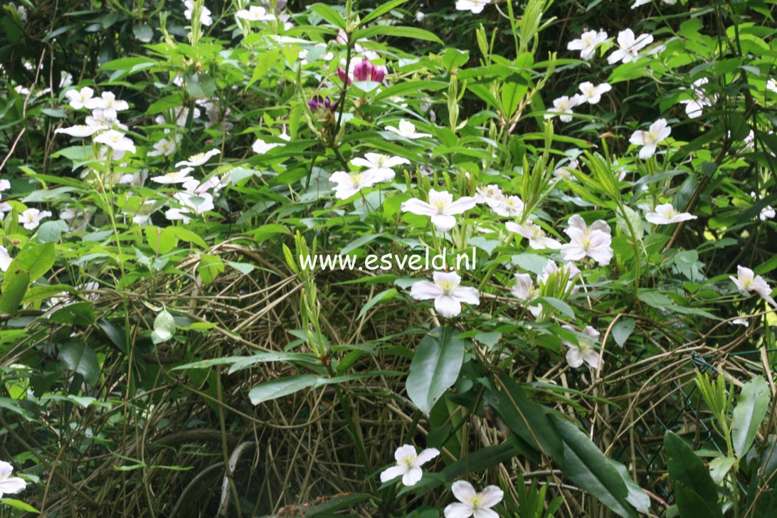 Clematis 'Elizabeth'