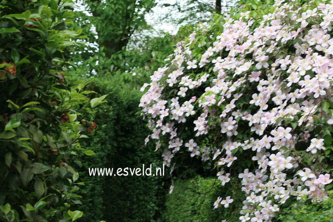 Clematis 'Elizabeth'