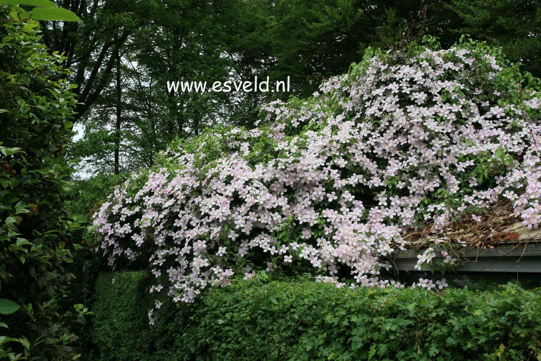 Clematis 'Elizabeth'