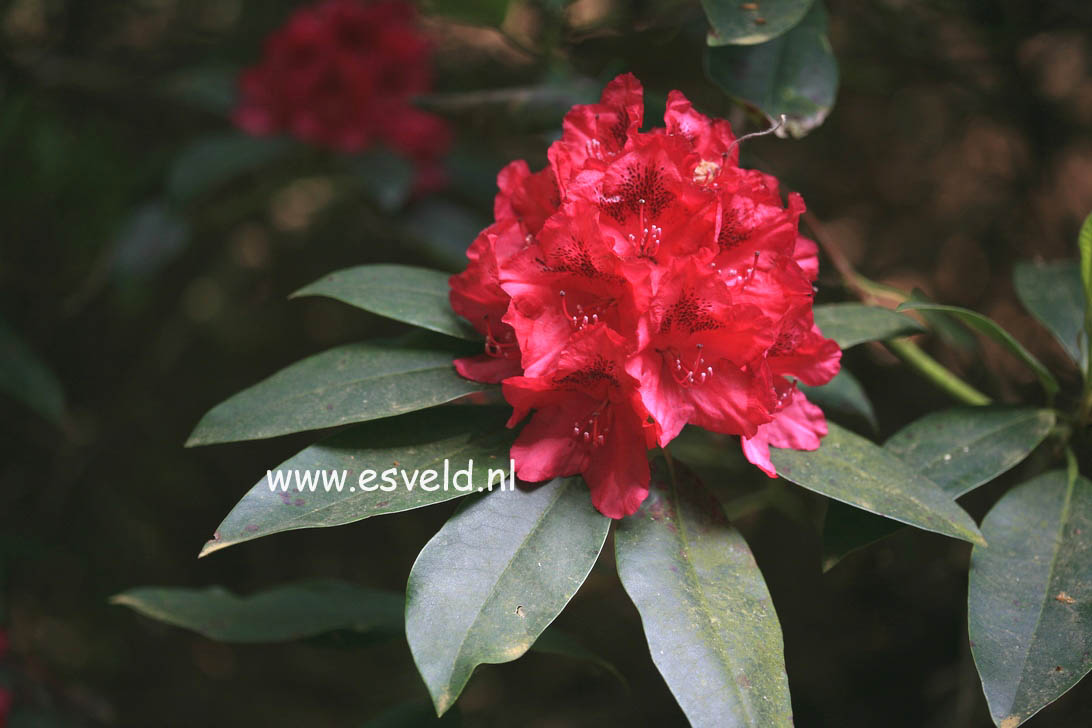 Rhododendron 'Nova Zembla'