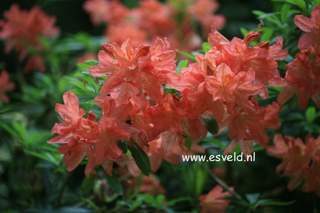 Azalea 'Koster's Brilliant Red'