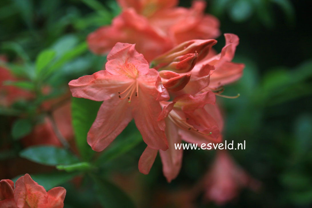 Azalea 'Koster's Brilliant Red'