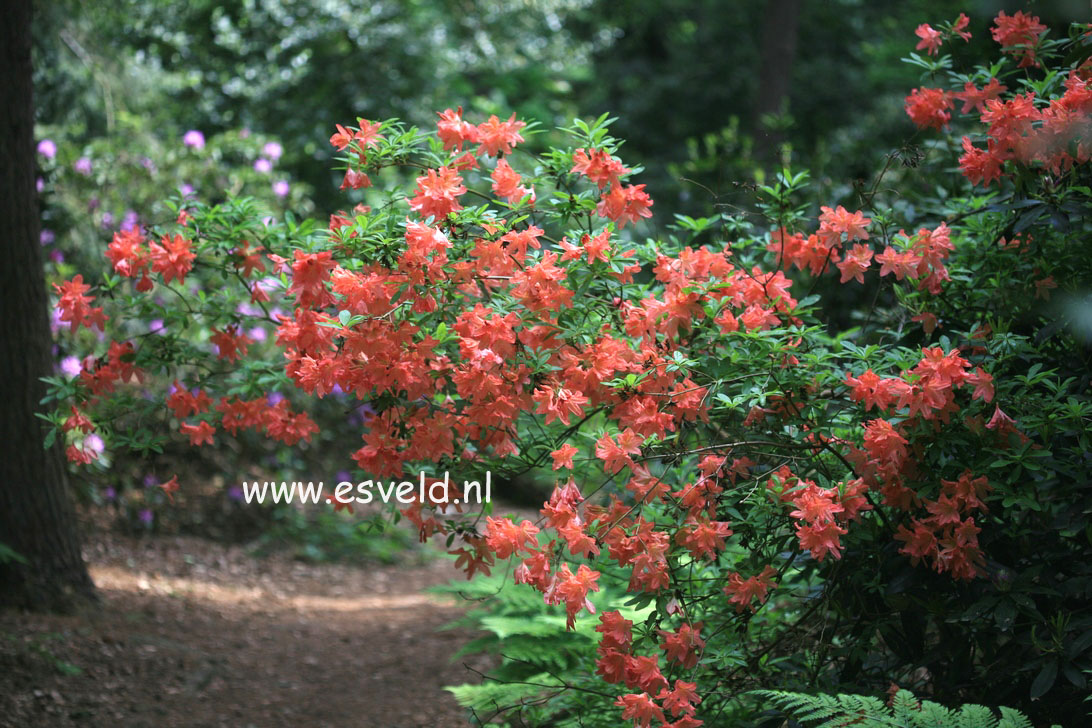 Azalea 'Koster's Brilliant Red'
