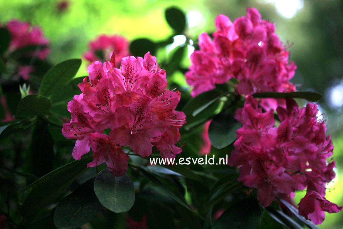 Rhododendron 'Van Weerden Poelman'