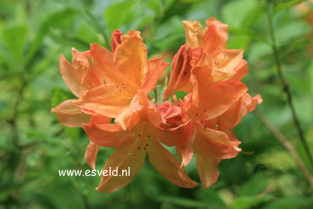 Azalea 'Alice de Stuers'