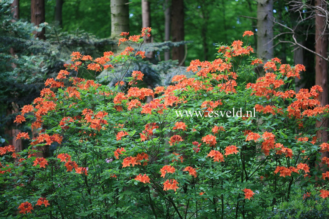 Azalea 'Coccinea Speciosa'